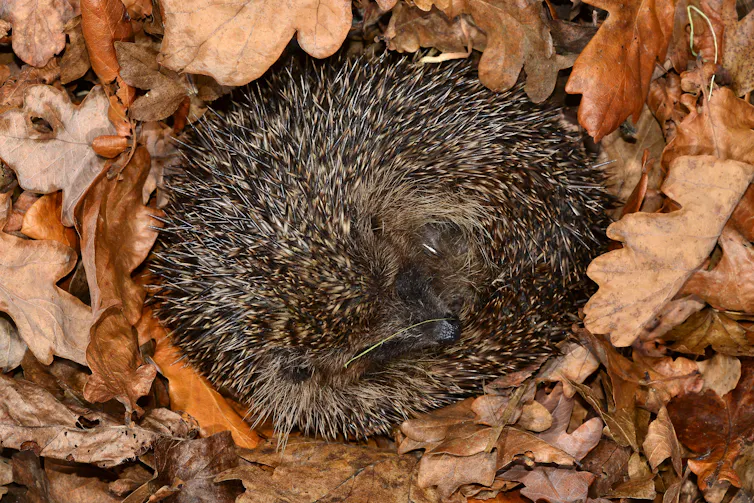 A hibernating hedghog rolled up, spikes out, in some autumn leaves.
