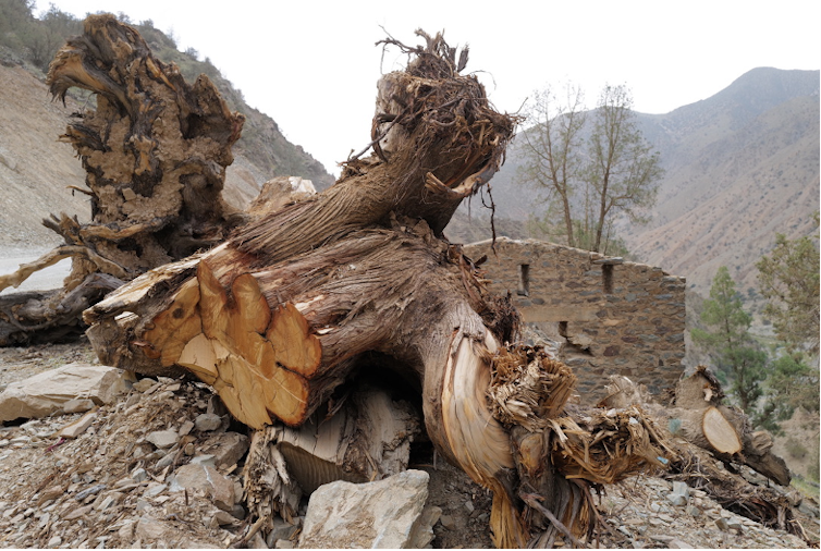Une arbre coupé au sol