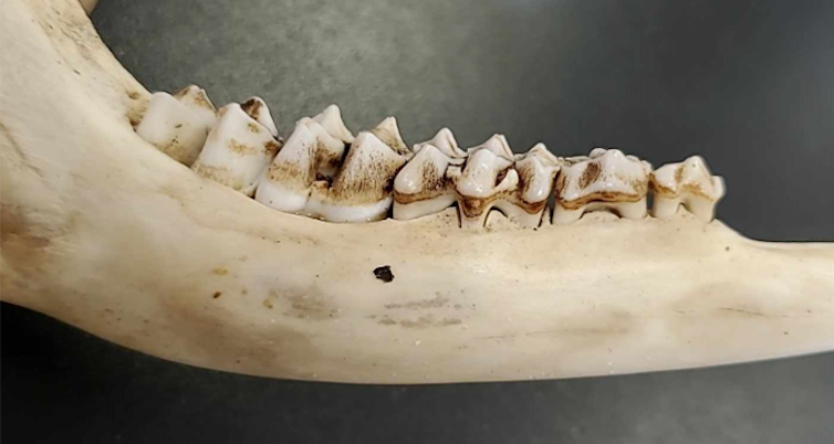 one side of a deer's jaw bone with white teeth in place