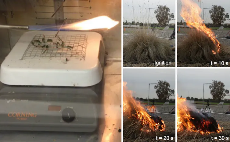 Two sets of image showing testing The dried plant burns pretty quickly, becoming engulfed in flames within 30 seconds.