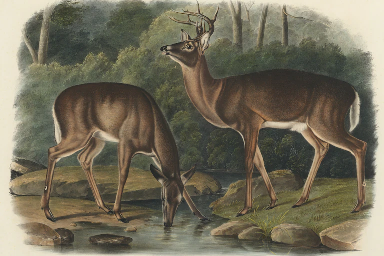 painting of a doe drinking from a creek with a stag standing facing her