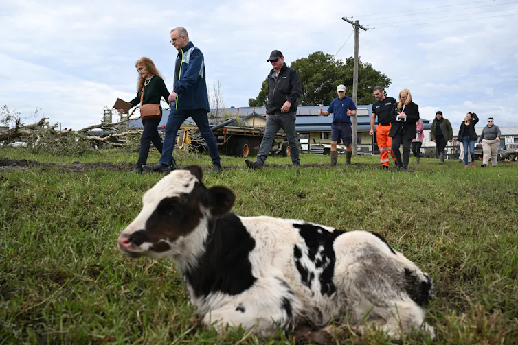 In the foreground, a young calf on a farm, Prime Minister Anthony Albanese and others seen walking in background