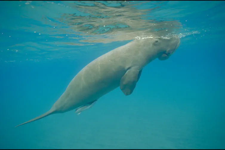a during swimming in blue waters.