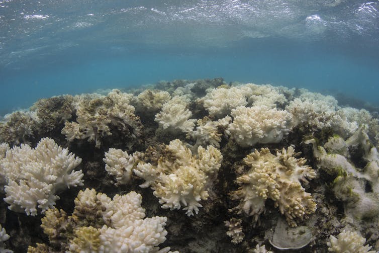 Bleached coral in blue water.