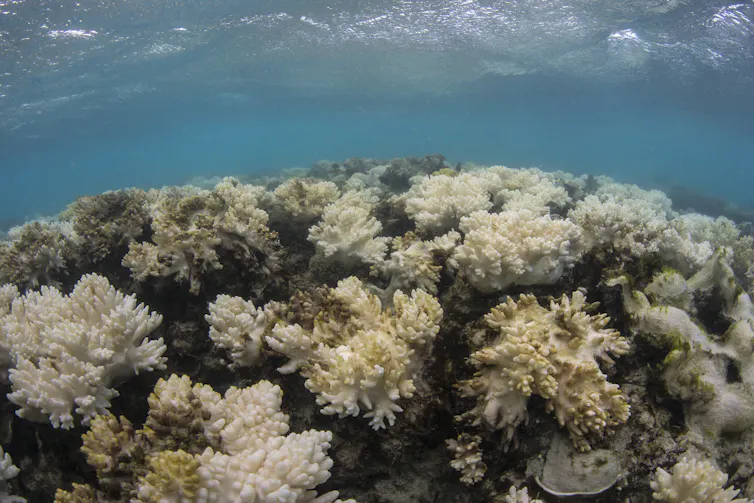 Bleached coral in blue water.