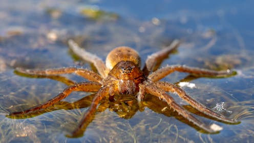 Curious Kids: can spiders swim?