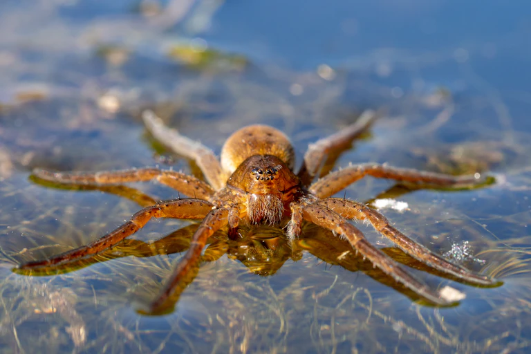A light brown spider on water.