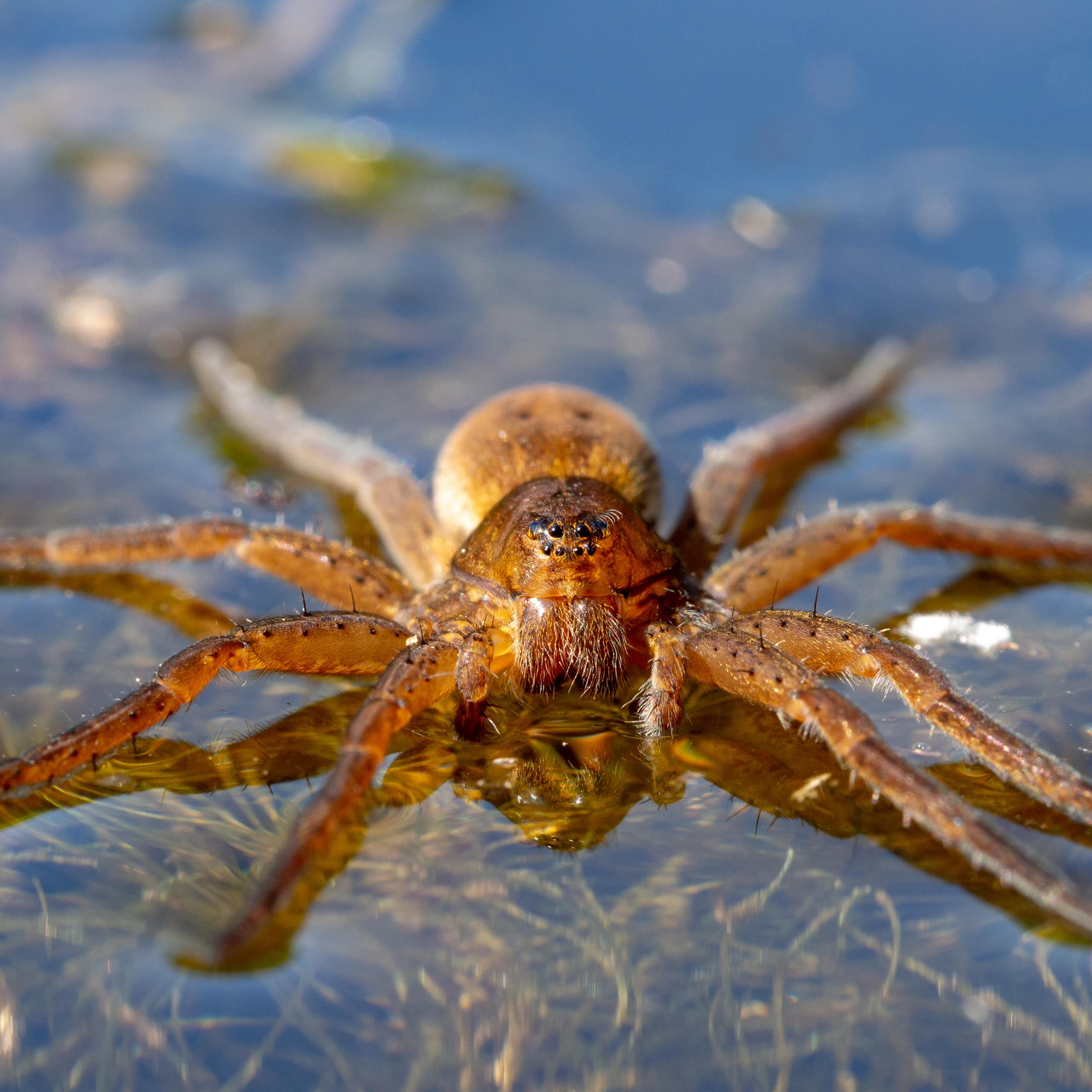 A light brown spider on water.