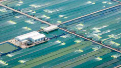 A huge array of green ponds spread out over a few kilometres all breeding algae that will be used for water purification