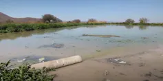 A big shallow, human made lake that looks brown and polluted. Microalgae will clean this up.