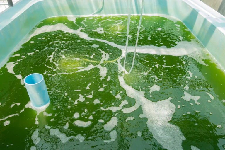 A white plastic rectangular tank of about 500 litres filled with green growing algae mixed with water