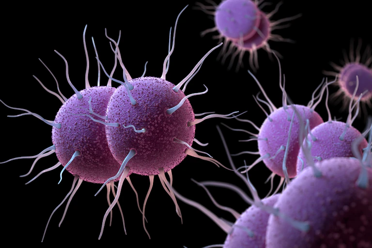 A digital drawing depicting the bacterium _Neisseria gonorrhoeae_, which causes gonorrhoea.