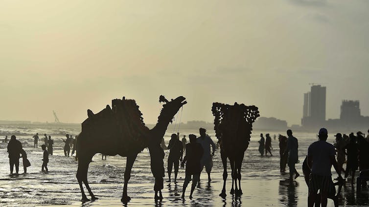 People and camels in the surf of a beach.