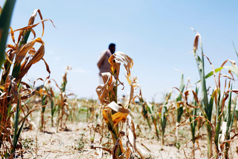 Wilting crops.