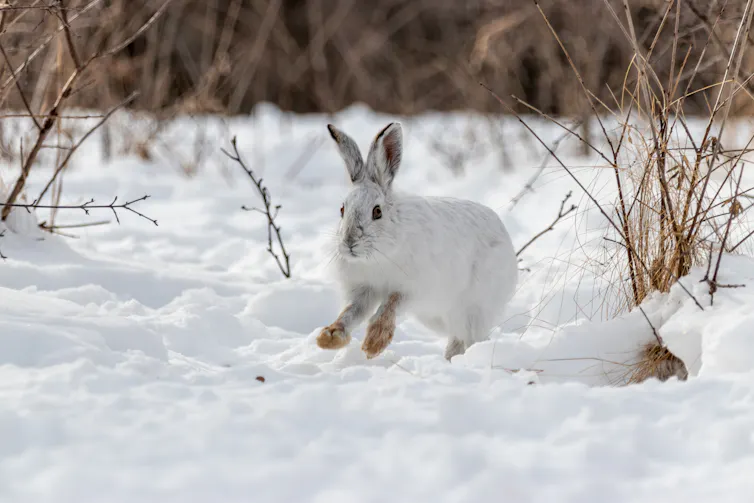 White snowshoe hare in the snow during a Canadian winter - mostly white with brown feet.