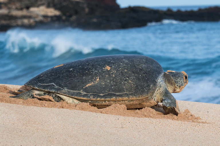 a green sea turtle looks out over the ocean