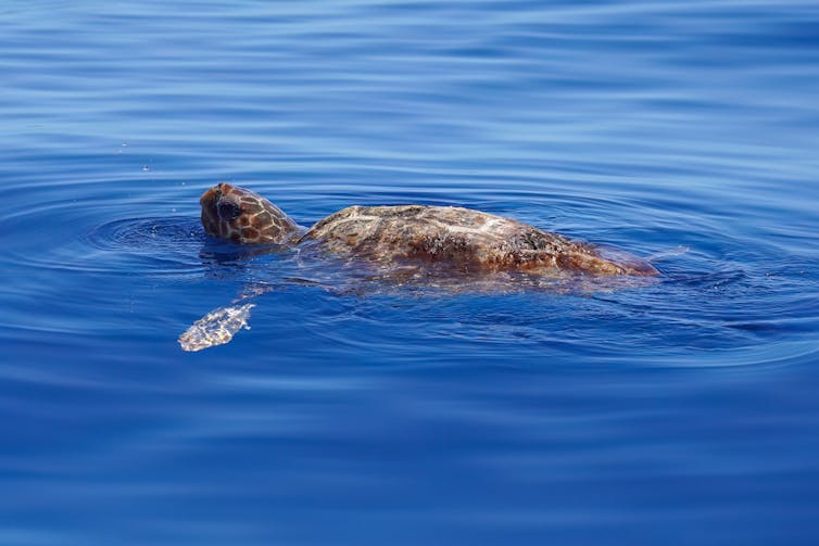 a loggerhead turtle swimming in water