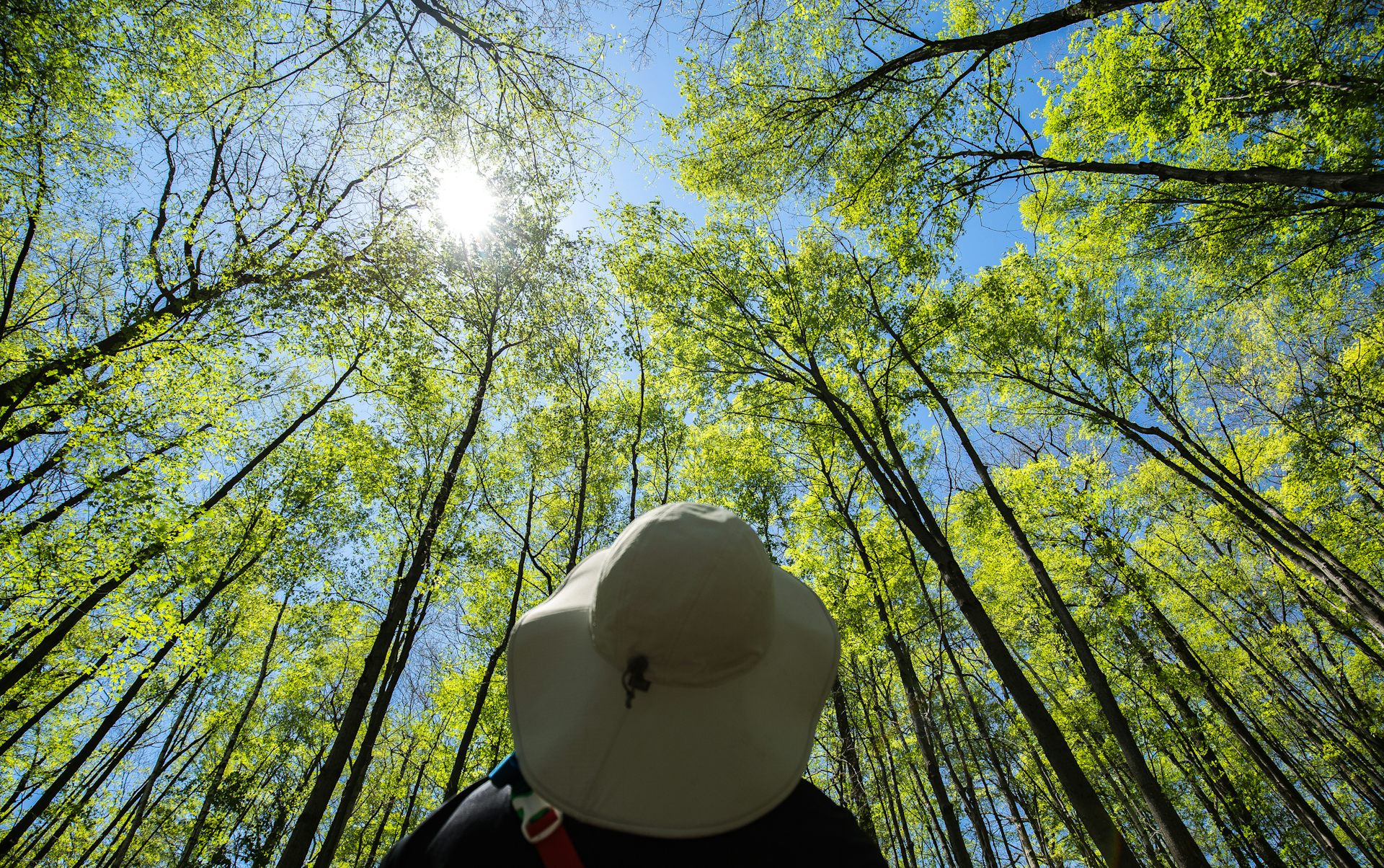 Plan ascendant d'une personne coiffée d'un chapeau de soleil regardant vers le haut les peupliers qui s'élancent vers le soleil.