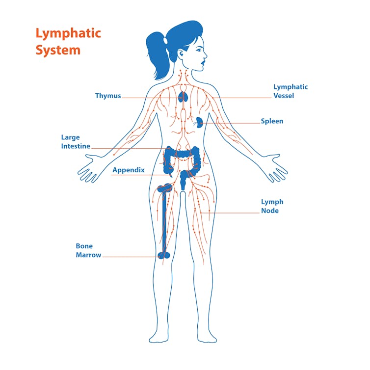 Diagram showing the lymphatic system in the human body.