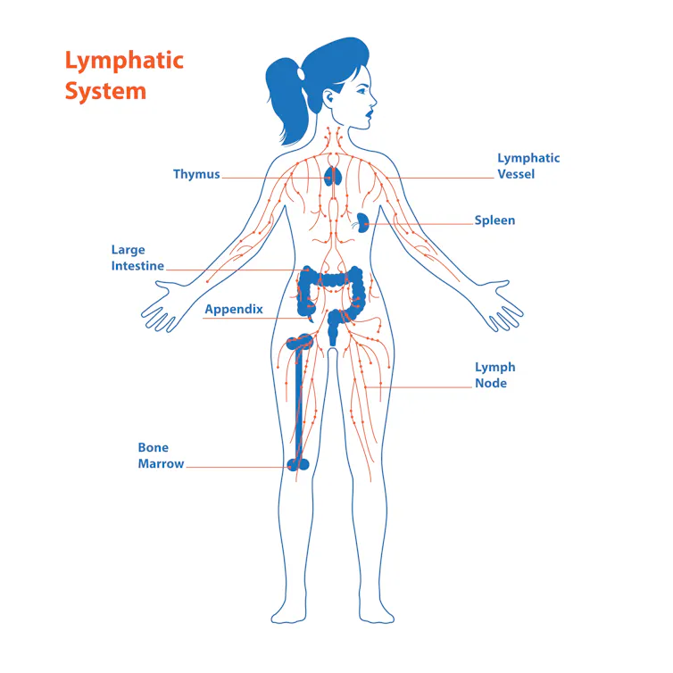 Diagram showing the lymphatic system in the human body.