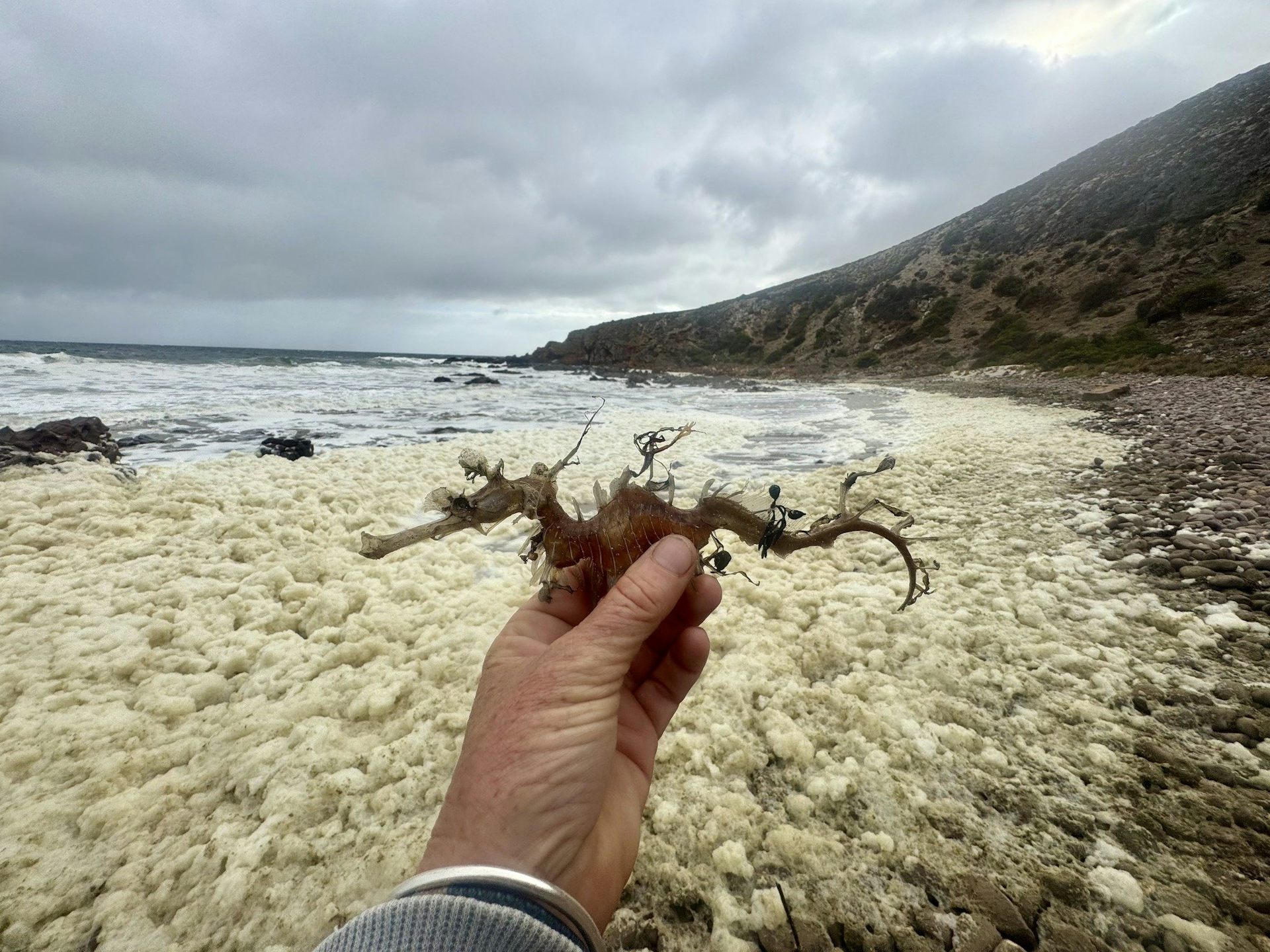 A person holds a dead leafy sea dragon up to the camera, against a backdrop of discoloured sea foam with cliffs and ocean in the distance