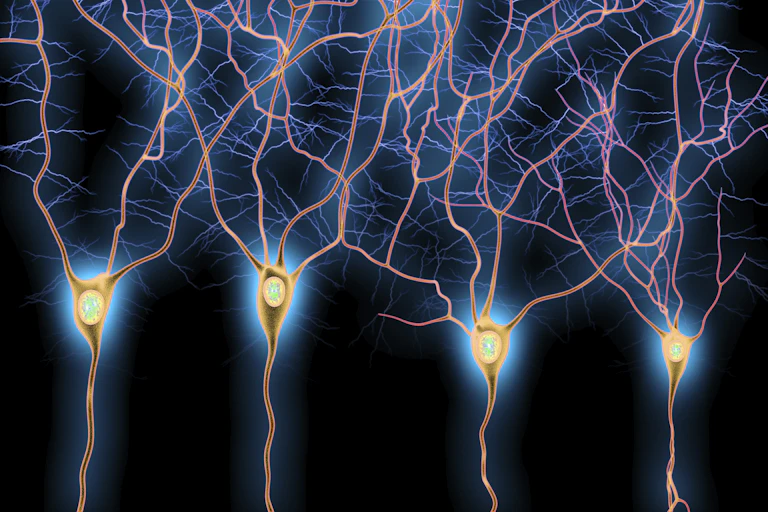 Illustration of four neurons with dendrites extending upward and branching out atop the cell bodies