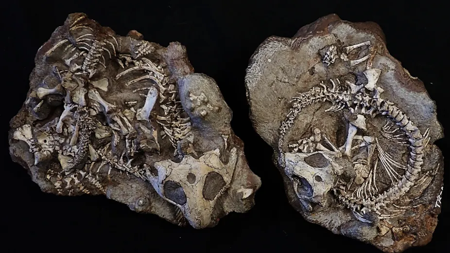 Comminally Fossils show colonies of reptiles lived communally 250 million years ...
