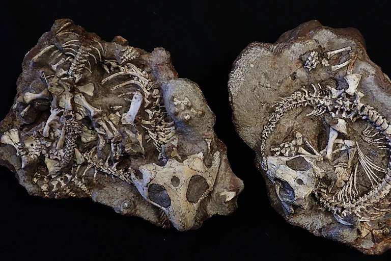 Two big pieces of rock with fossilised skeletons of lizard like creatures lying in a huddle