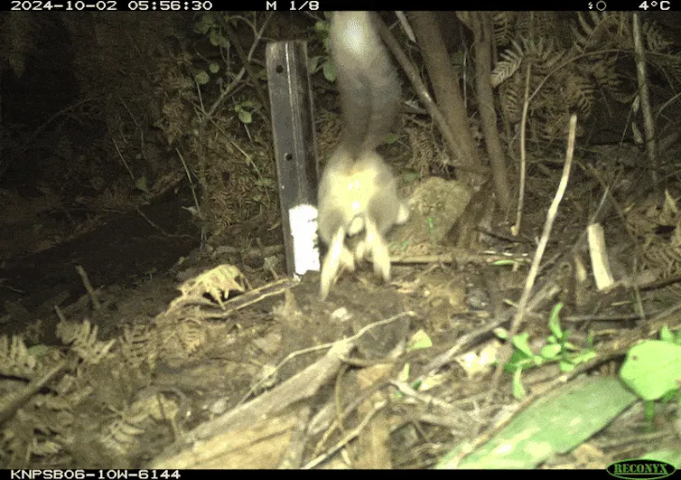 A leadbeaters possum jumping into the undergrowth in Kosciuszko National Park