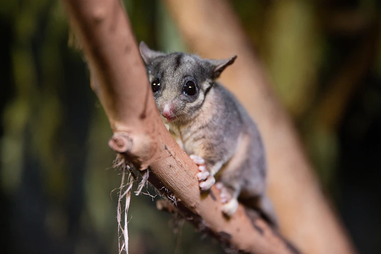 leadbeater's possum on branch