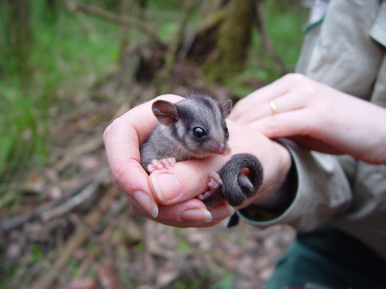 leadbeater's possum in human hand.