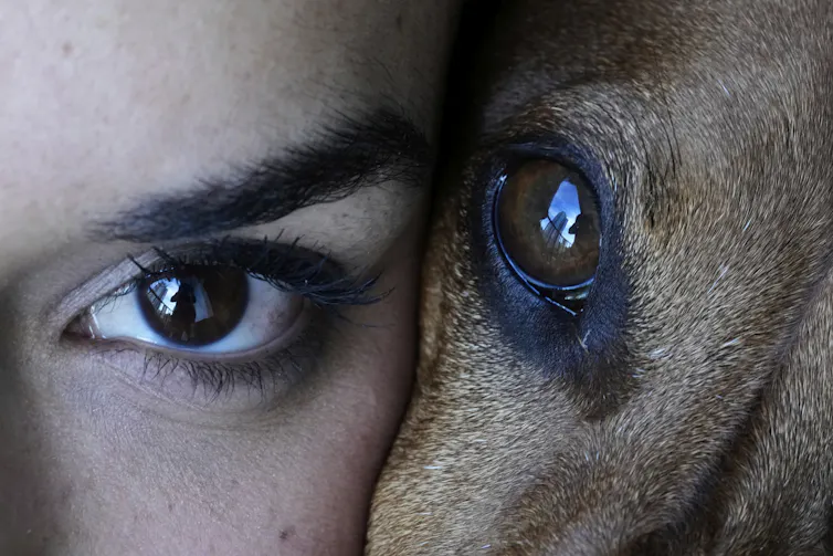 Foto muito próxima de uma mulher e um cão, mostrando apenas o olho esquerdo da mulher e o olho direito do cão. Ambos têm olhos castanhos.