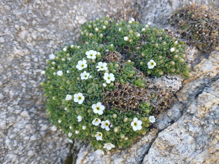 Un coussin d’androsace, un ensemble de petites feuilles et de petites fleurs blanches, pousse sur une roche