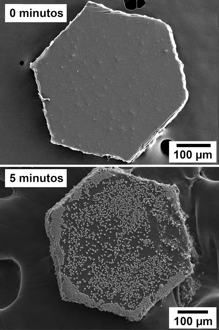 Imágenes de microscopía electrónica de alta resolución de purpurina