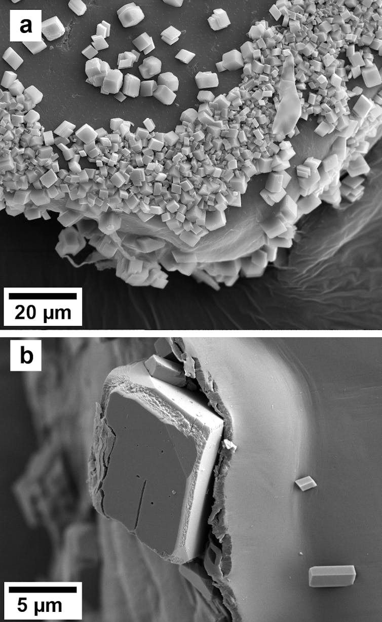 Imágenes ampliadas en blanco y negro de partículas de purpurina