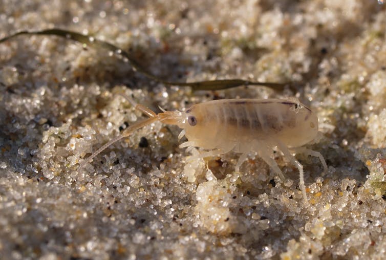 Pulga de playa sobre la arena