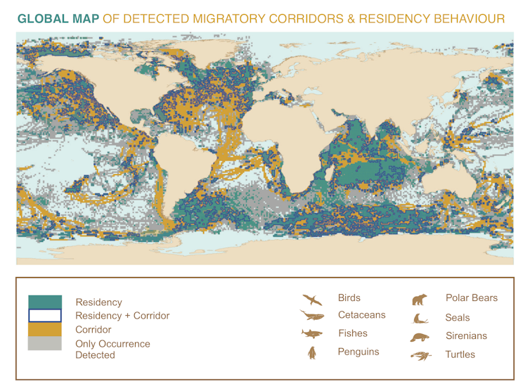 A map of the world showing the movement patterns for different categories of large marine animals, including migrations and time spent in the animal's home range