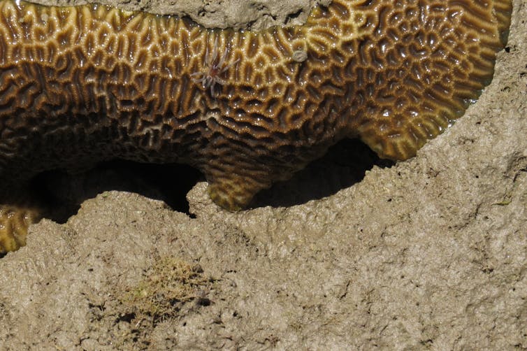 A small brown spider crawling over a coral reef.
