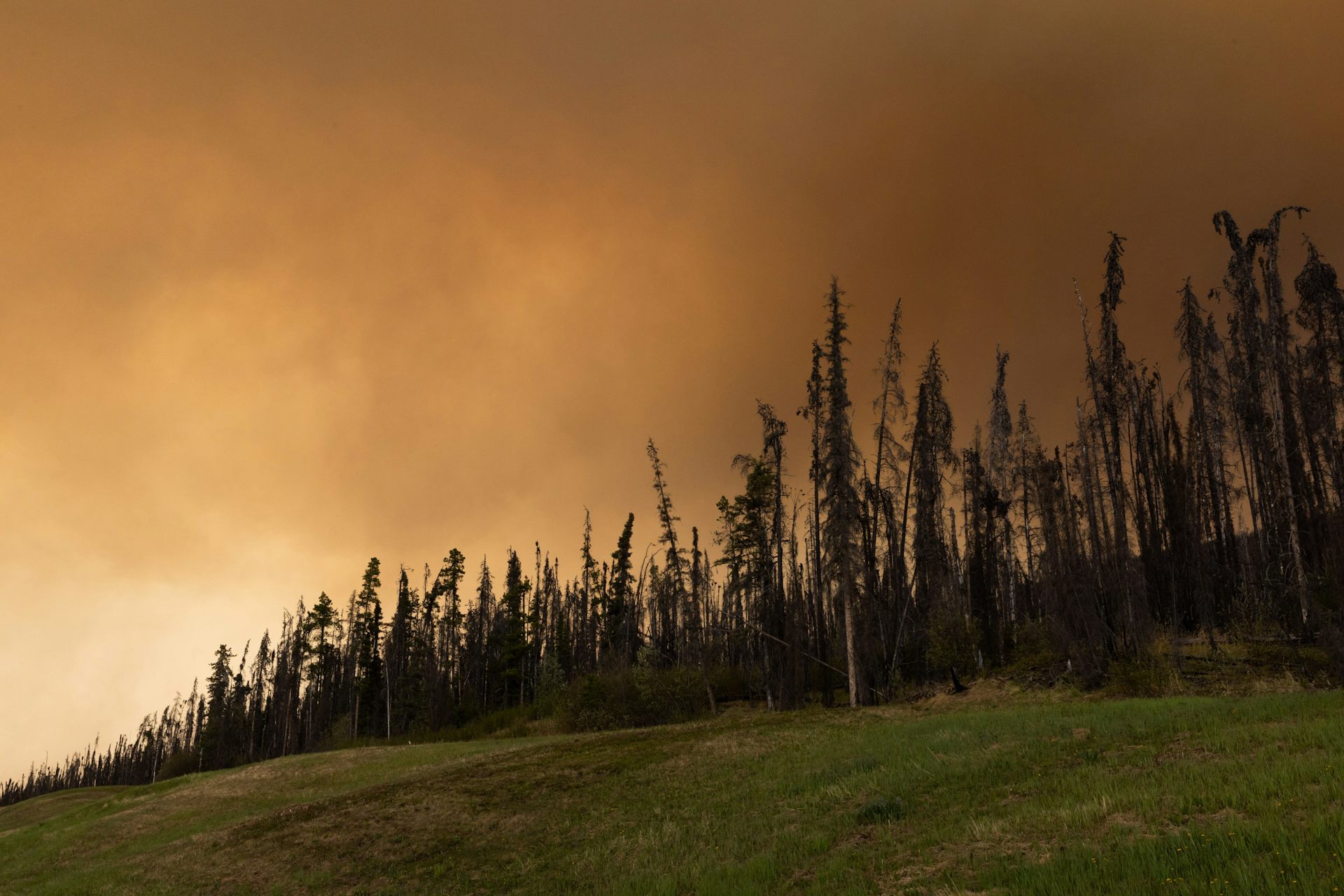dark smoke fills an orange sky above a line of trees