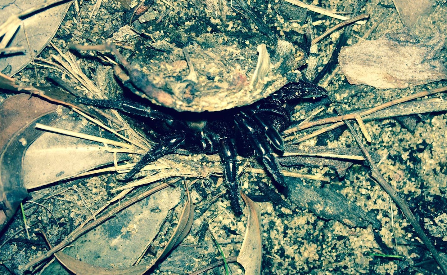 A large black spider in a hole in the ground.