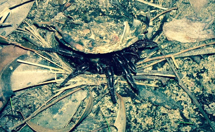 A large black spider in a hole in the ground.