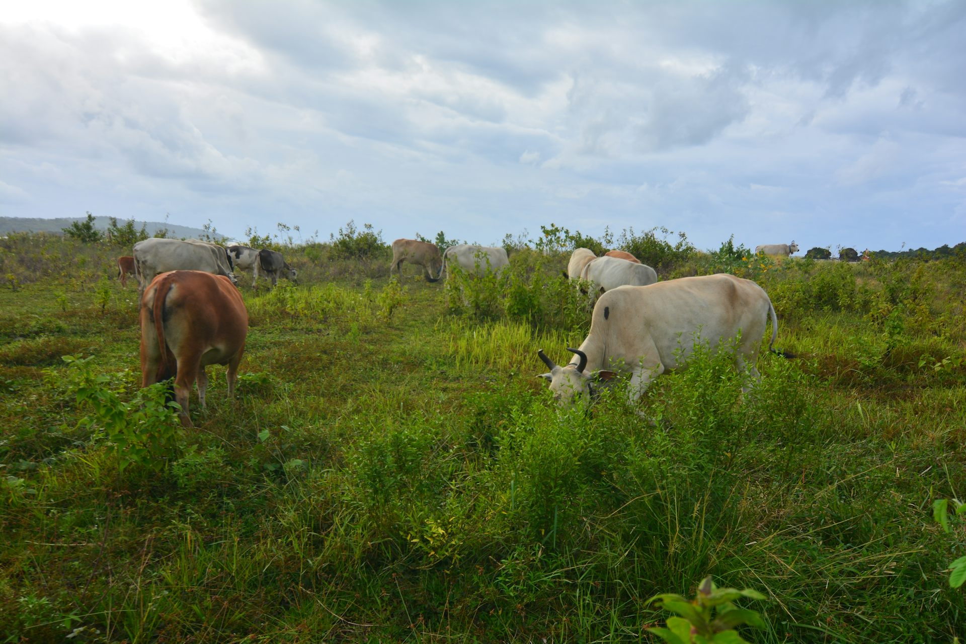iduladha, daging kurban
