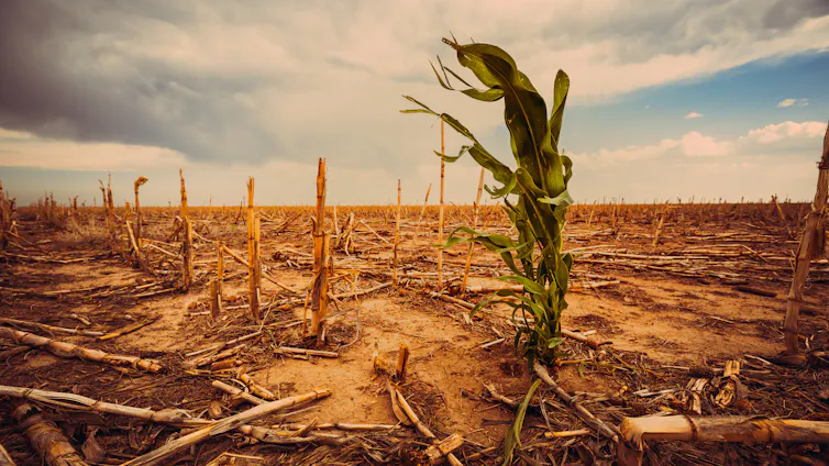 drought ridden corn crop, bare field, grey sky