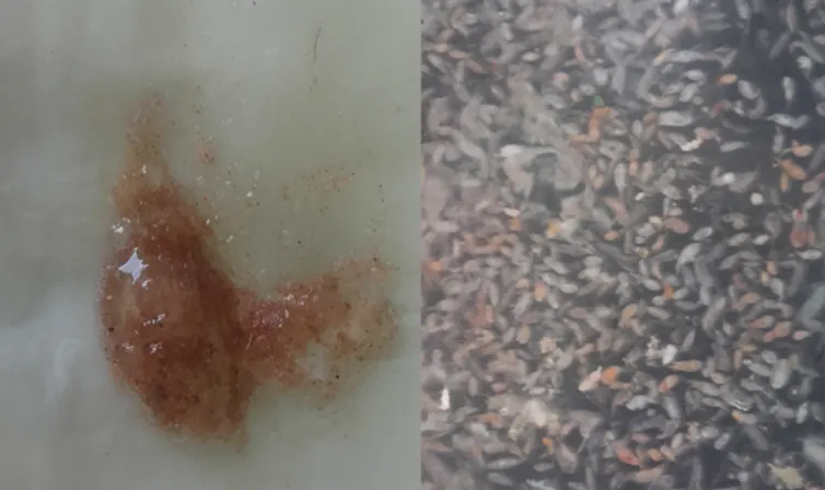 Muestras de zooplancton