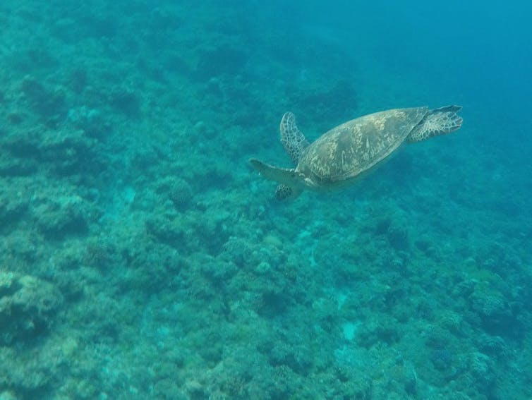 Tortuga nadando bajo el agua en el océano