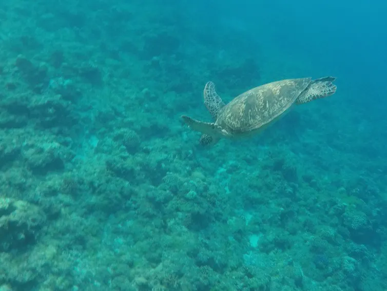 Tortuga nadando bajo el agua en el océano