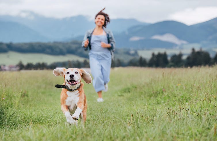Beagle dog and woman running off lead in green hills