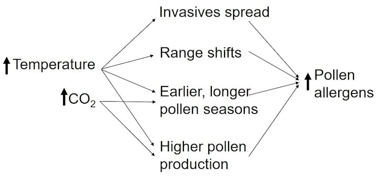 A graph showing the changes that lead to higher pollen counts during warmer, drier years.