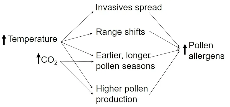 A graph showing the changes that lead to higher pollen counts during warmer, drier years.
