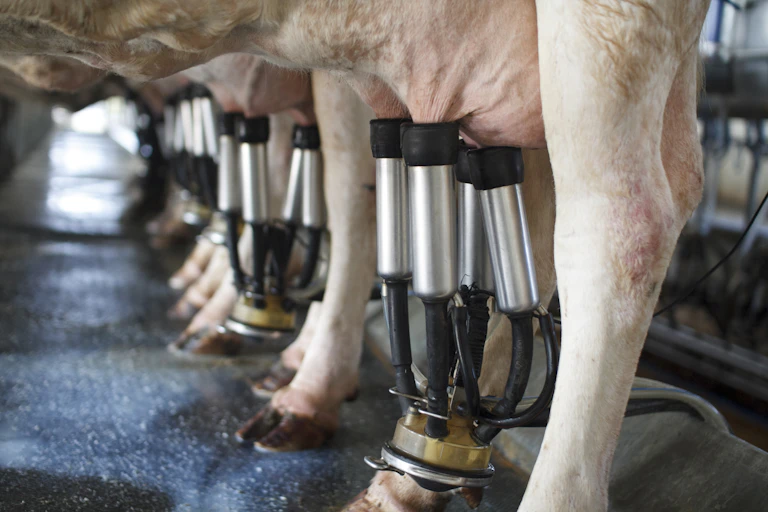 row of cows being milked.